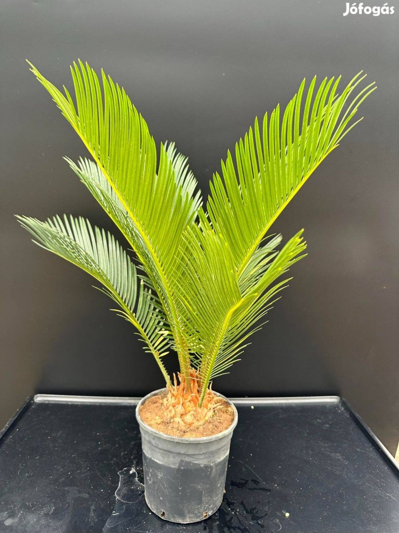 Cycas Revoluta