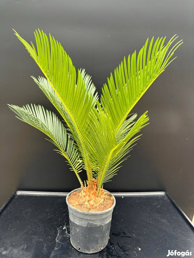 Cycas Revoluta