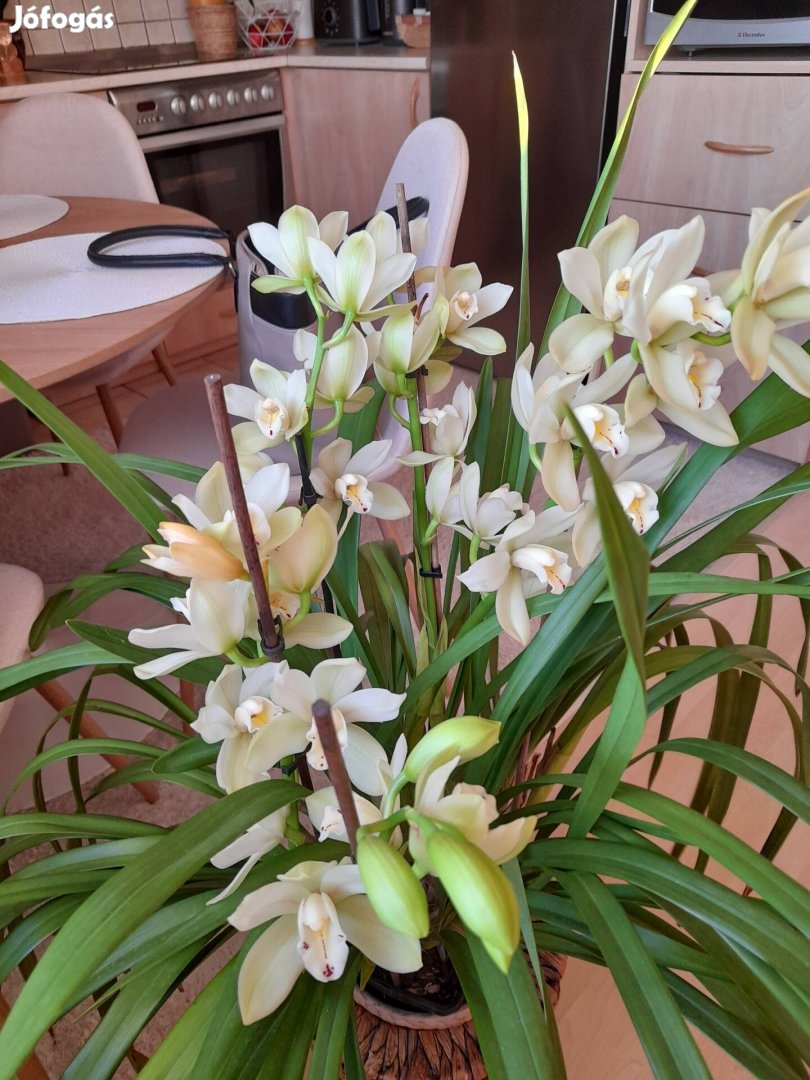 Cymbidium csónakorchidea 