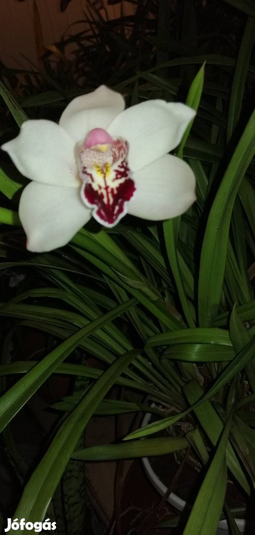 Cymbidium hatalmas