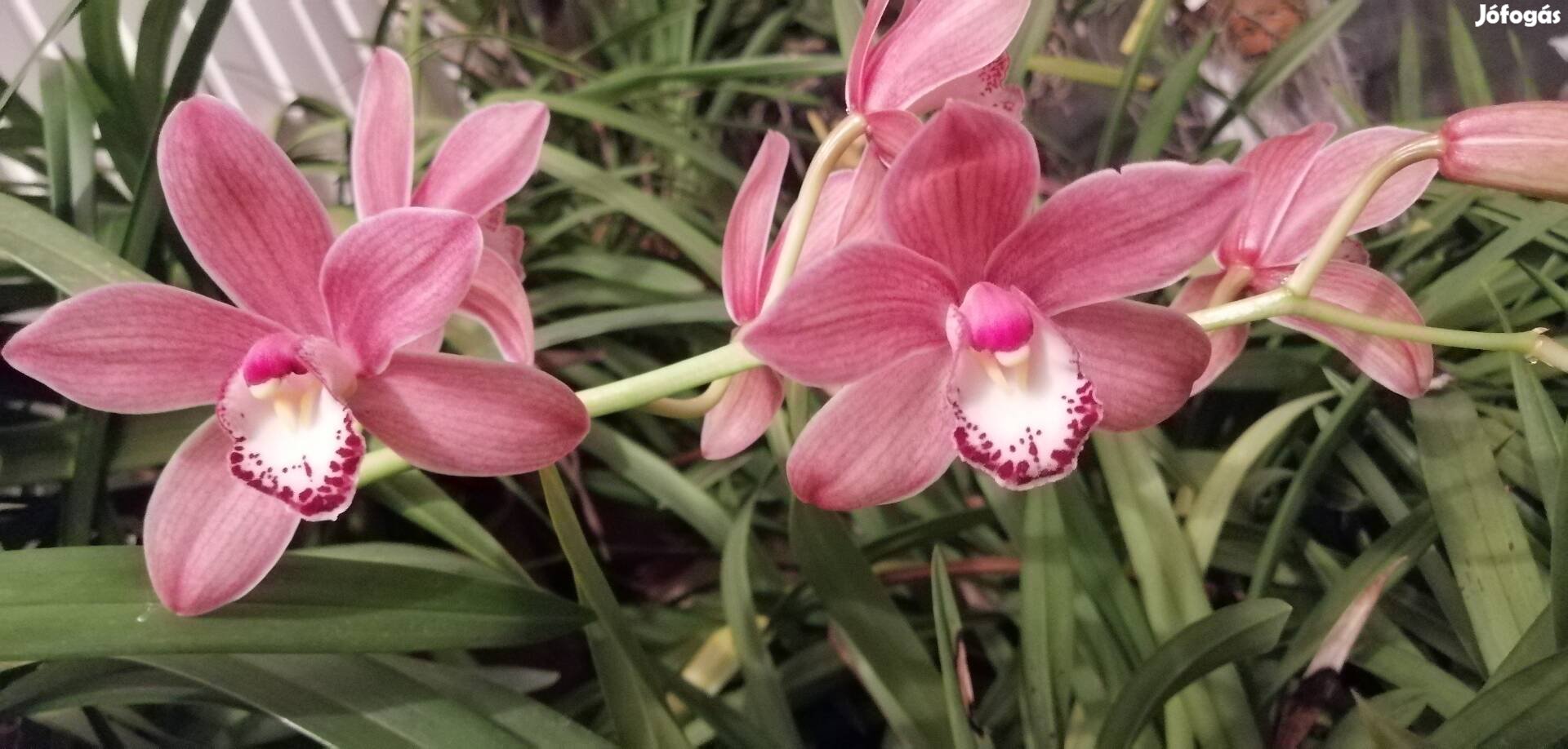 Cymbidium hatalmas virágzós