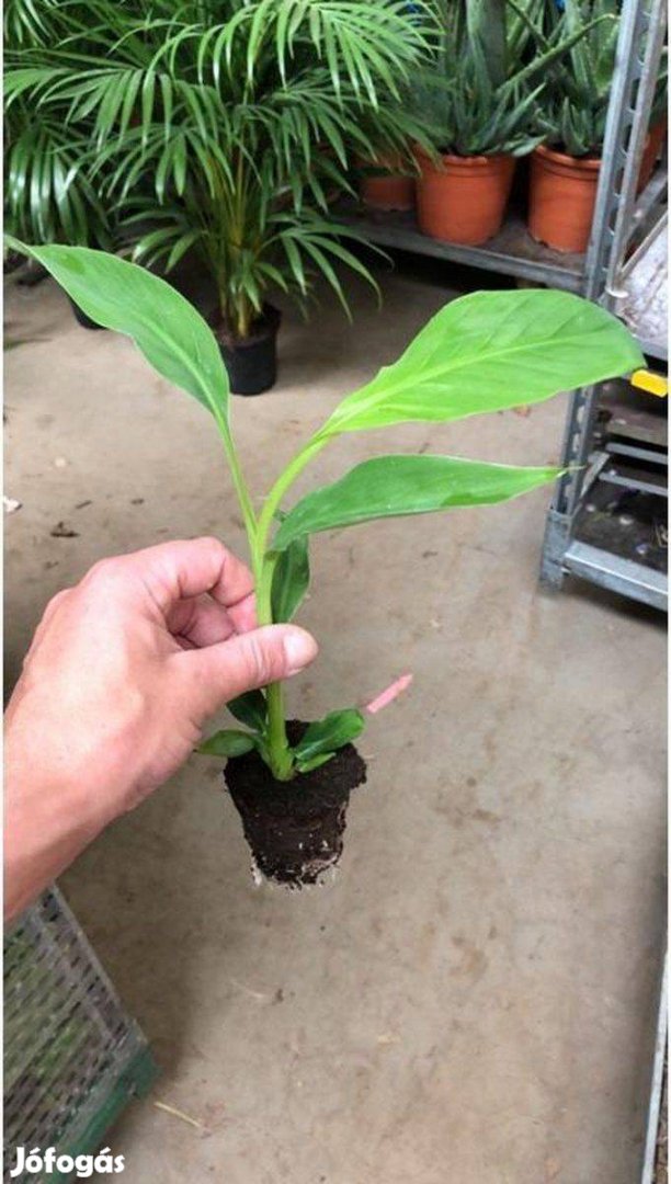 Dájdzsó széltűrő fagytűrő hibrid kerti banán (Musa Dajiao) eladó
