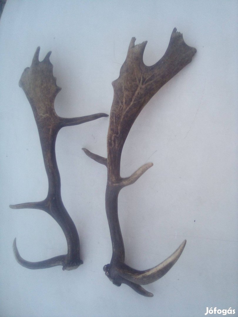Dám szarvas agancs párban