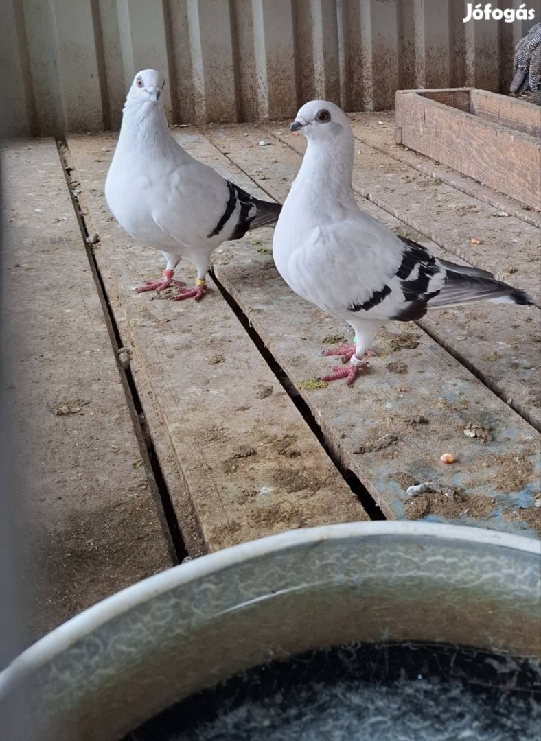 Damaszkuszi galamb pár eladó