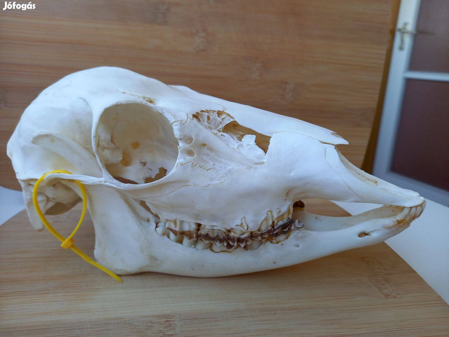 Dámszarvas tehén trófea preparált koponya