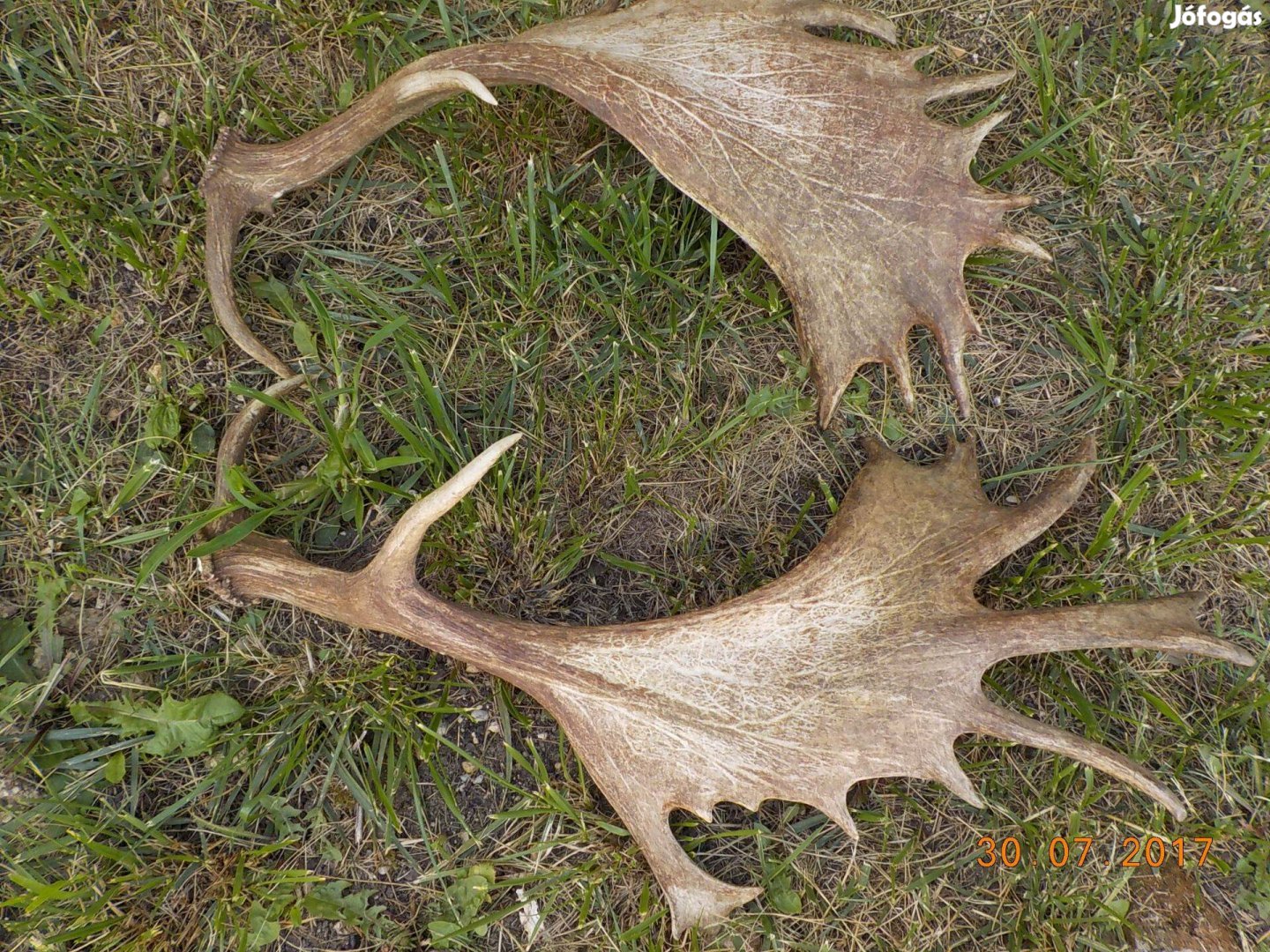 Dámtrófea,lakásdekorációs célra Tapolcán eladó