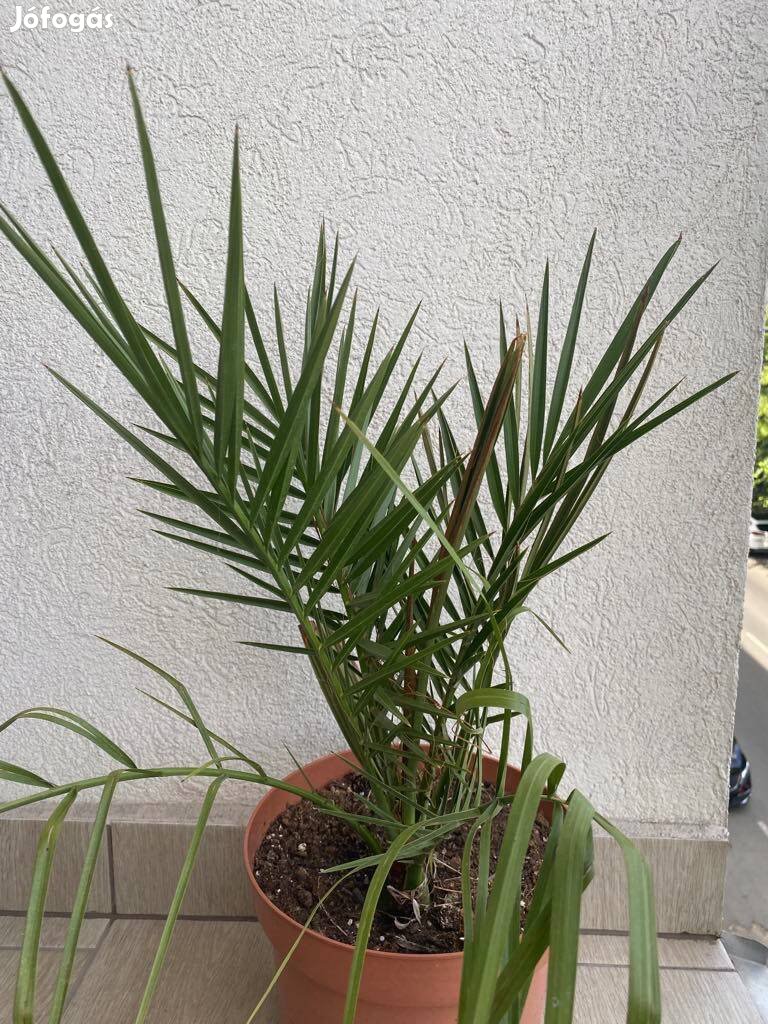 Datolyapálma
