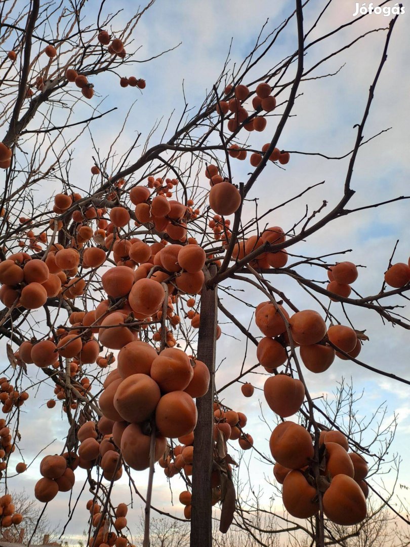 Datolyaszilva (Kakiszilva) eladó