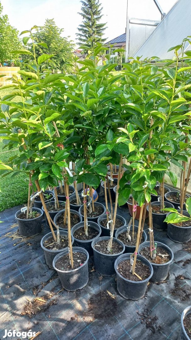 Datolyaszilva kakiszilva 140-160 cm gyümölcsfa 