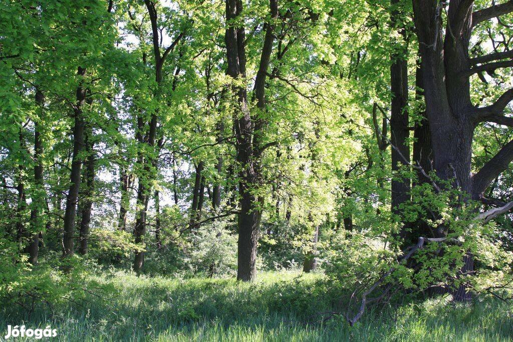 Debrecen-Bánki erdő(2,3387hektár) eladó