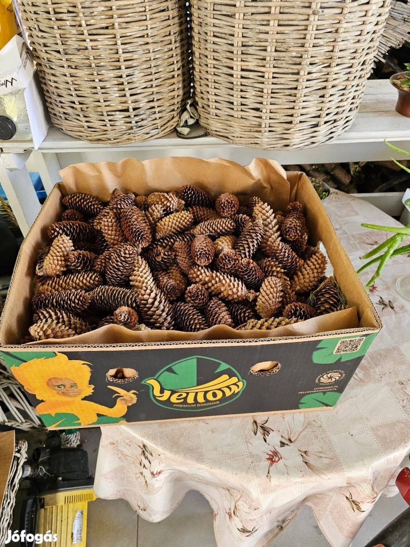 Dekorációnak vagy talajsavanyításra egy banánosdoboznyi fenyőtoboz