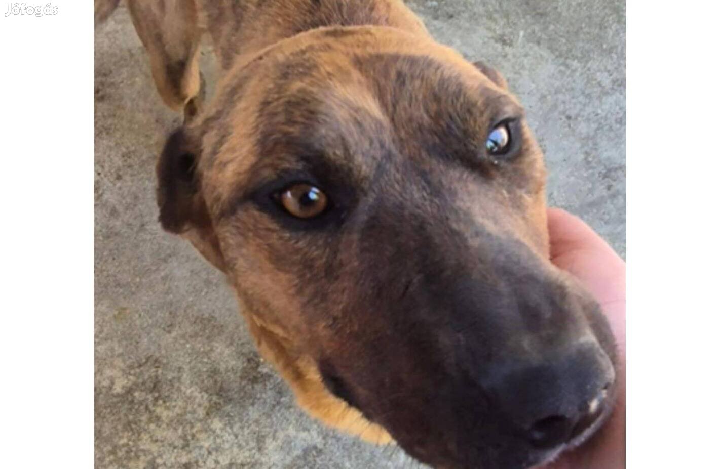 Dénes , 2 éves fiú kutya ebrendészetről gazdásodna