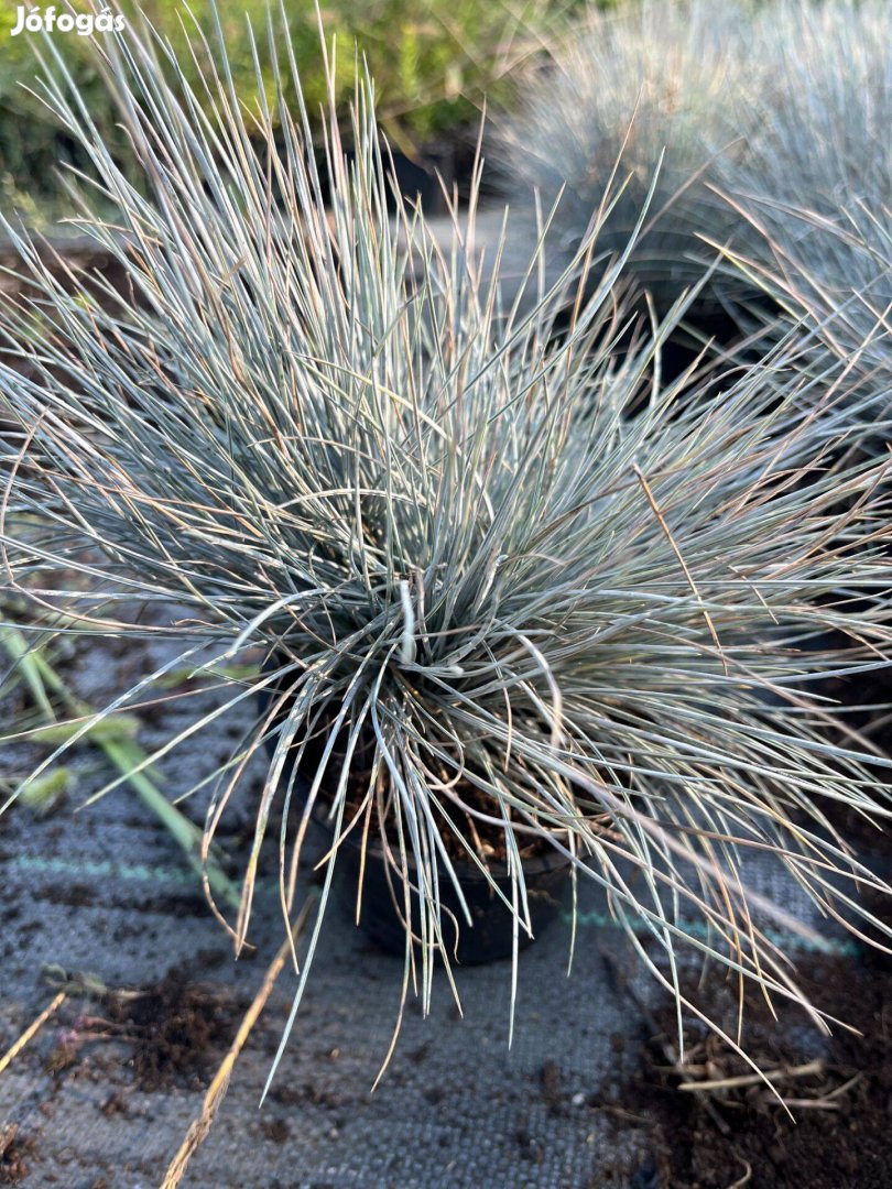 Deres, Kék Csenkesz - Festuca glauca