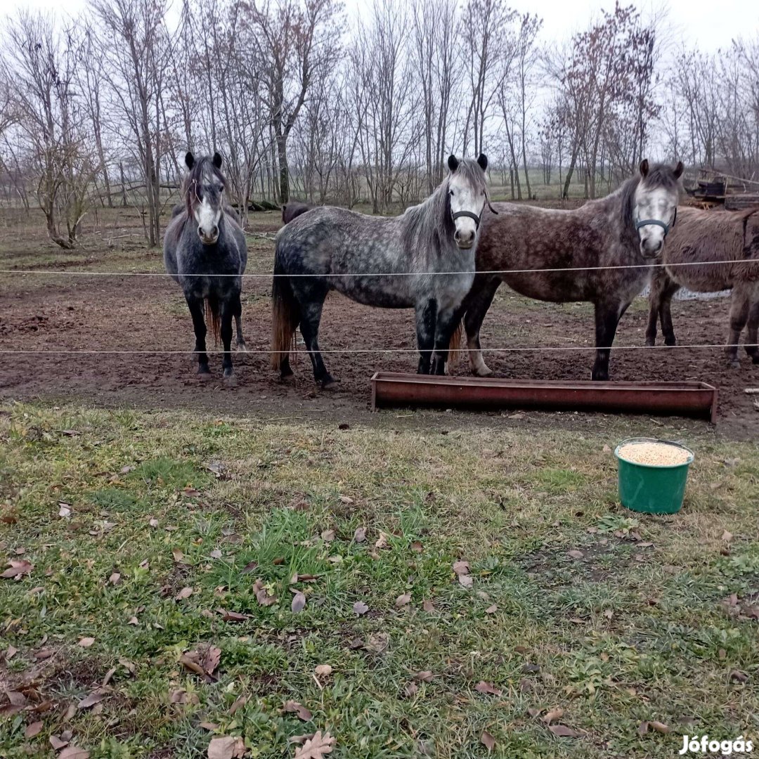 Deres kanca pónik