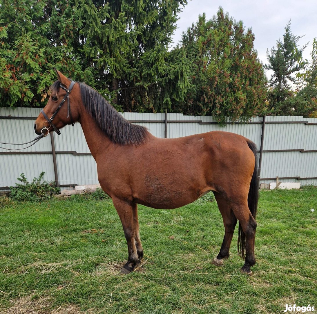 Deutsches Reitpony kanca