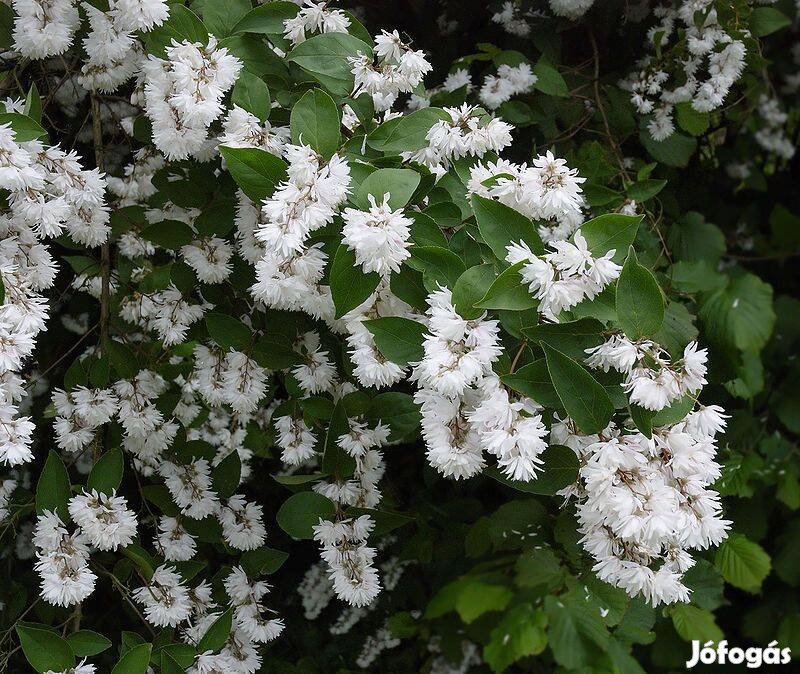 Deutzia scabra Érdeslevelű dupla virágú gyöngyvirágcserje