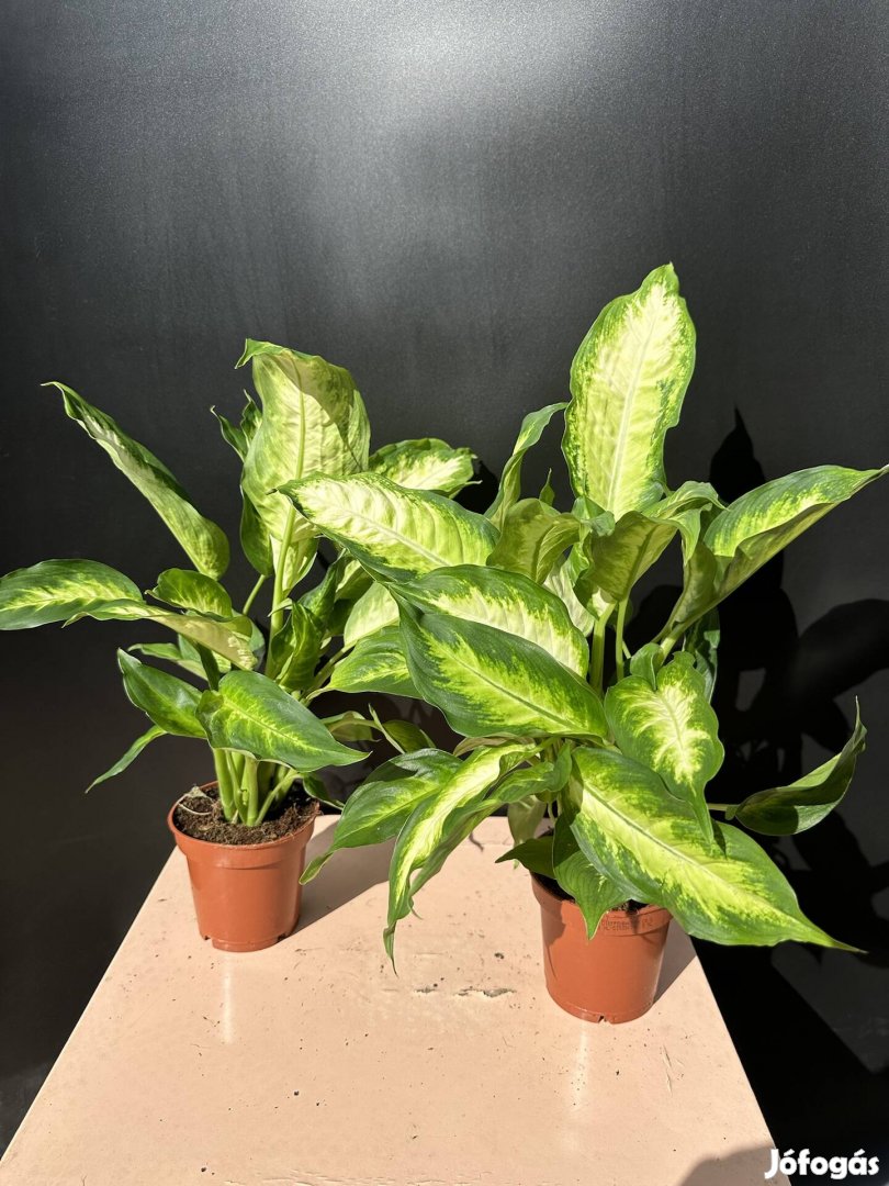 Dieffenbachia