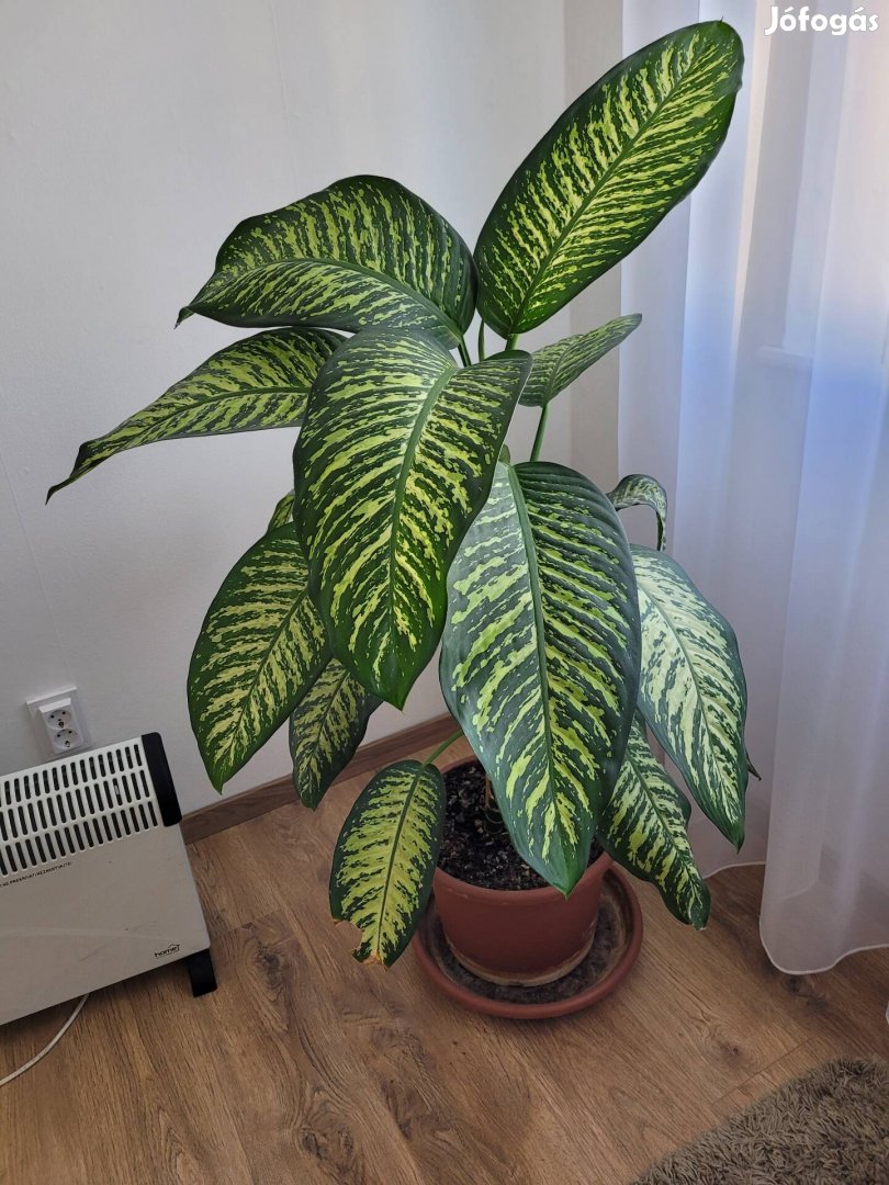 Dieffenbachia, búzogányvirág  szobanövény 132 cm magas