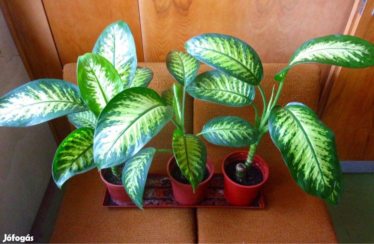 Diffenbachia Dieffenbachia Újpest központ közelében