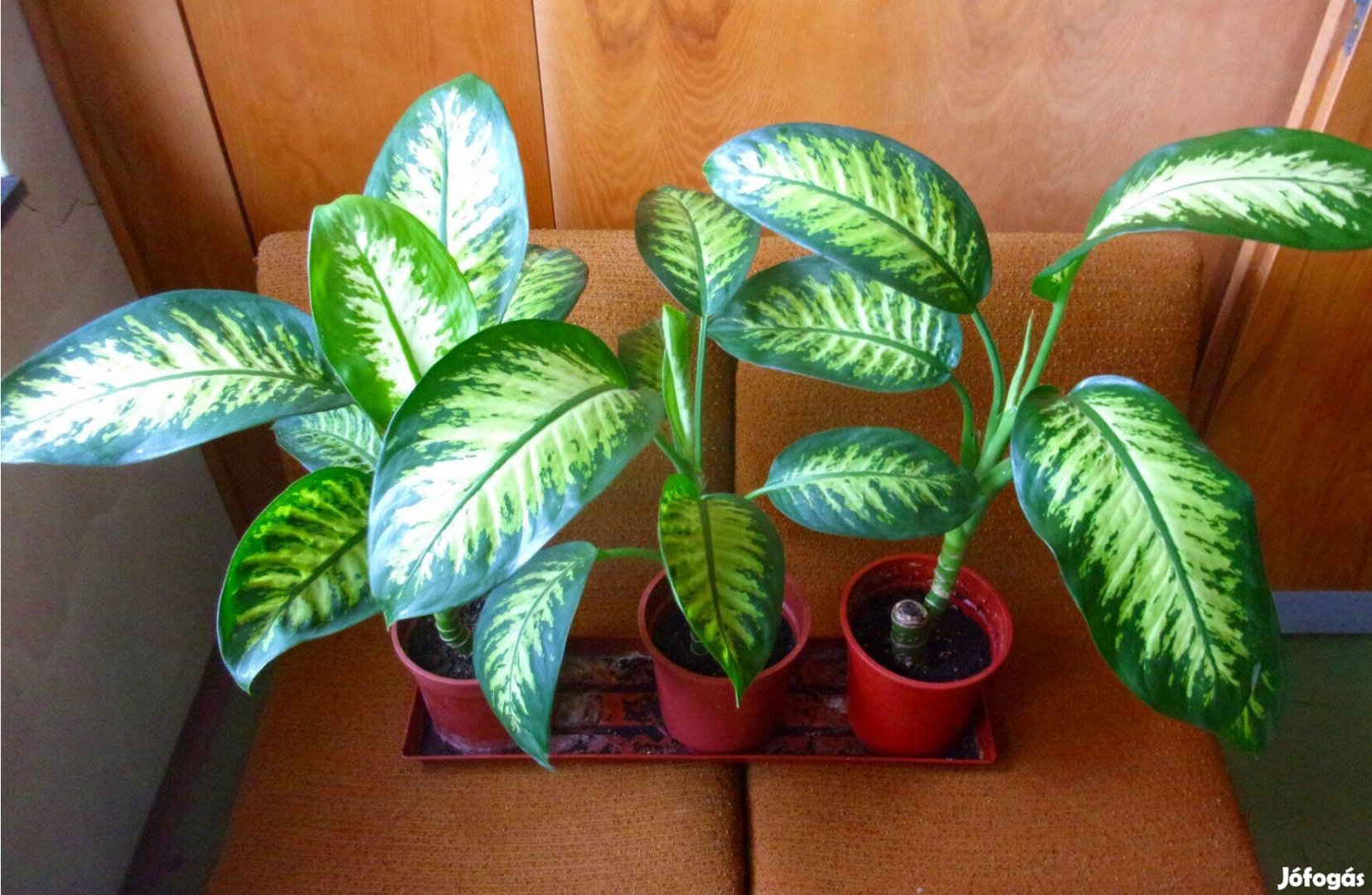 Diffenbachia Dieffenbachia Újpest központ közelében