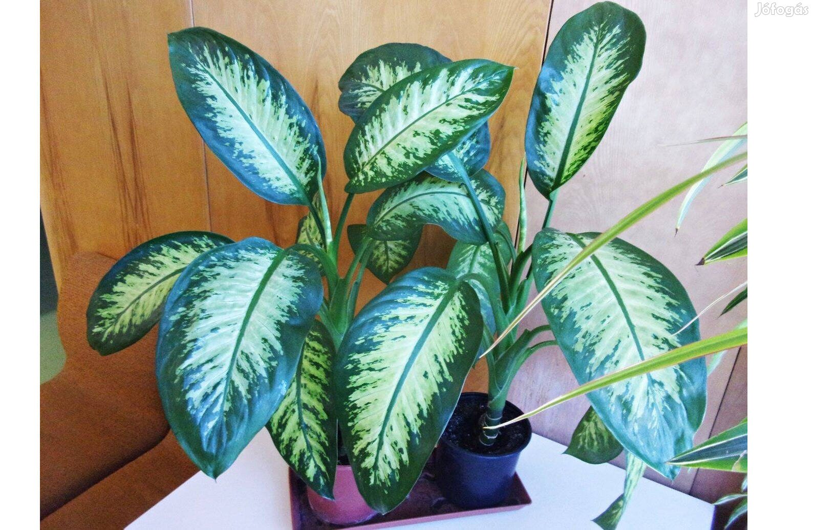 Diffenbachia Dieffenbachia Újpest központ közelében