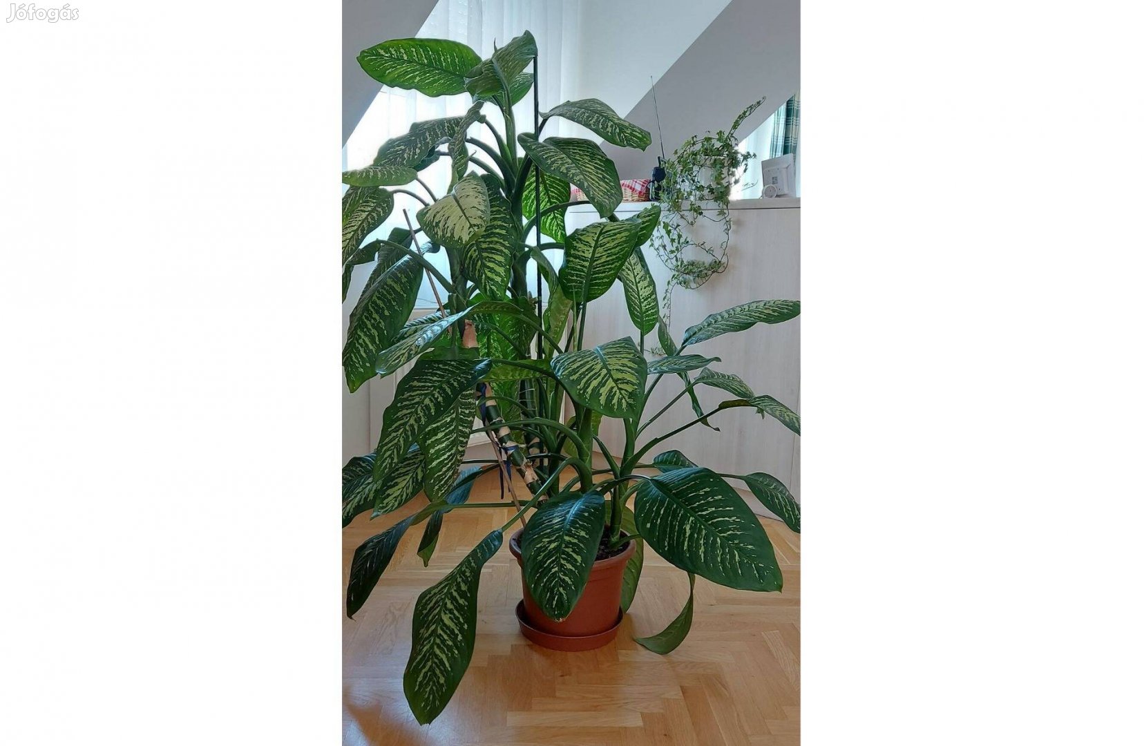 Diffenbachia - Buzogányvirág hatalmas gyönyörű szobanövény
