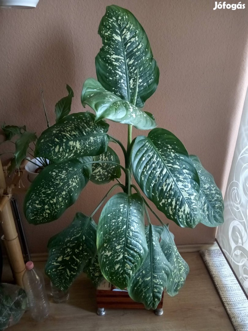 Diffenbachia szobanövény 150cm
