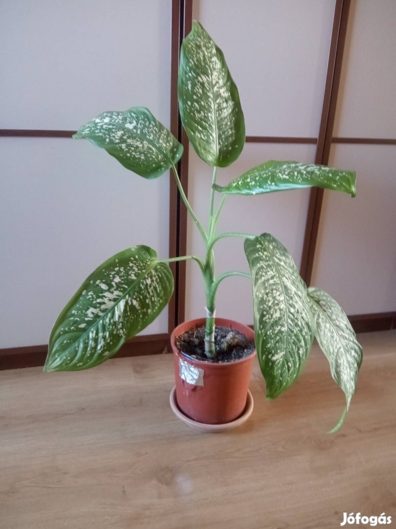 Diffenbachia szobanövény 90cm