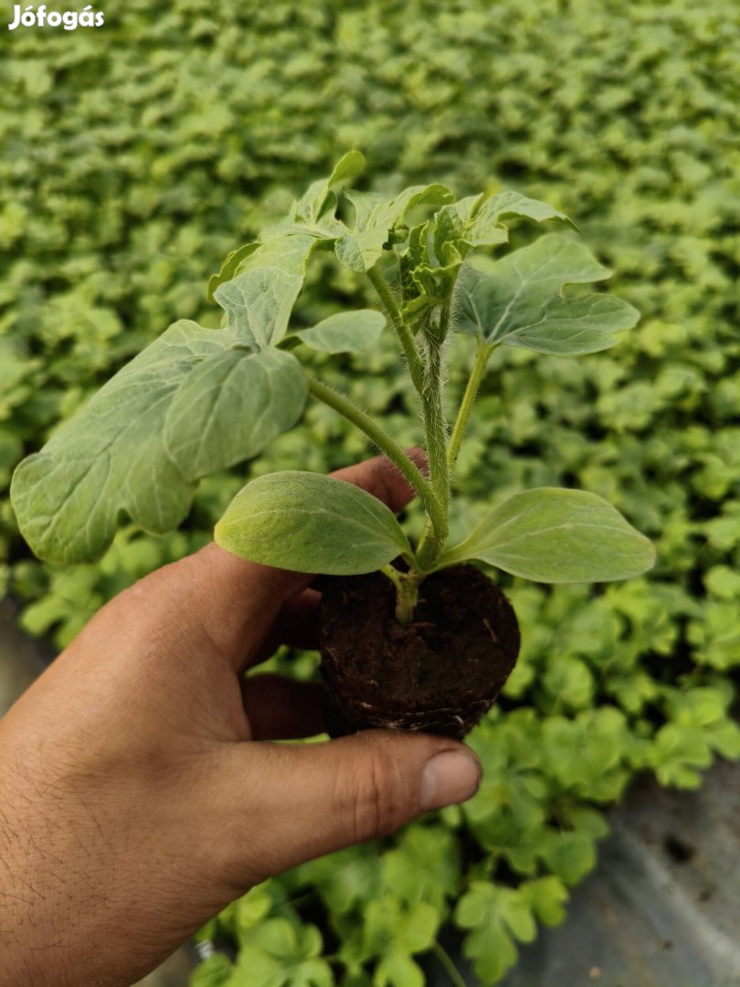 Dinnye palánta Görögdinnye Palánta Rubin Lusitana