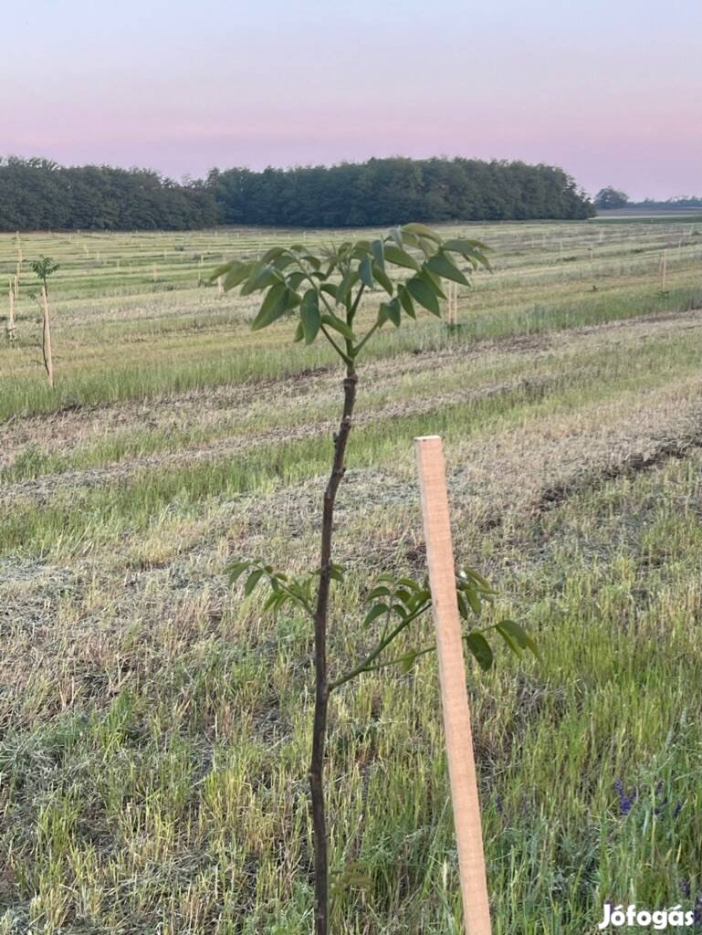 Dió oltványok eladóak nagy mennyiségben