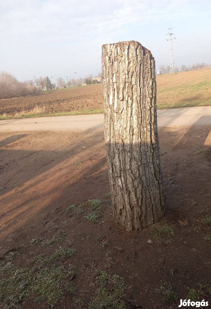 Diófa rönk 2 hónapja lett ki vágva talpon van hagyva