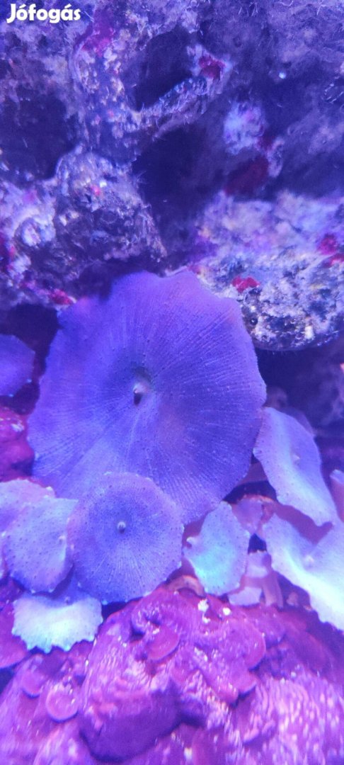Discosoma korall - tengeri akvárium 