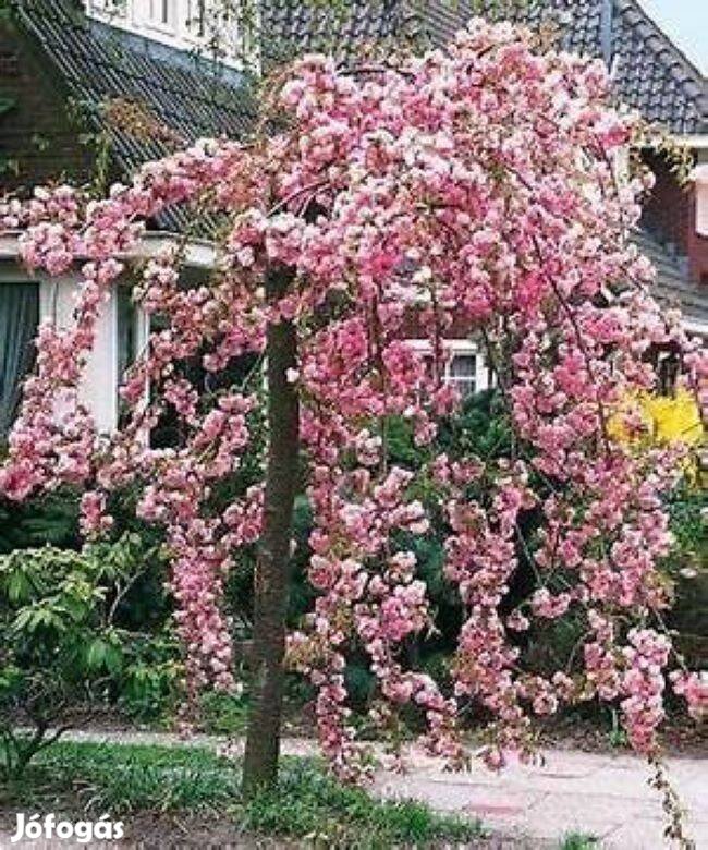 Diszcseresznye Csüngő, Oszlopos, Japán disz cseresznye