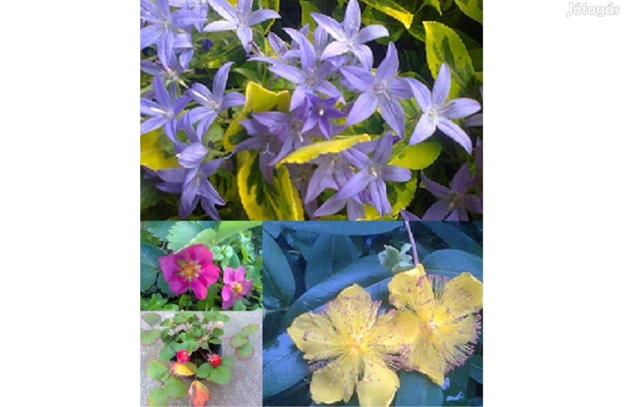 Díszeper, Orbáncfű, Harangvirág, virágzó talajtakarók