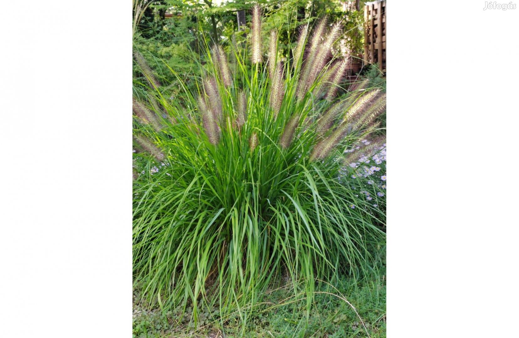 Díszfű, Tollborzfű, Pennisetum alopecuroides Black beauty