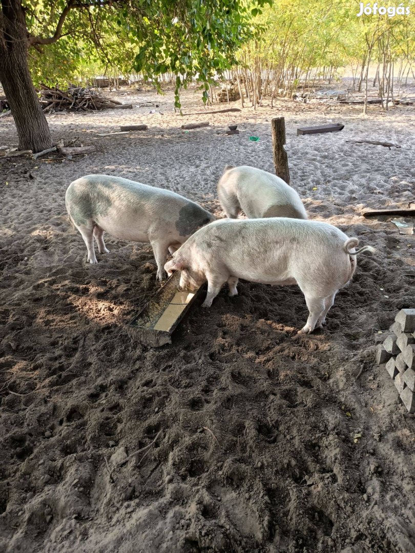 Disznó sertés hízó malac koca ártány