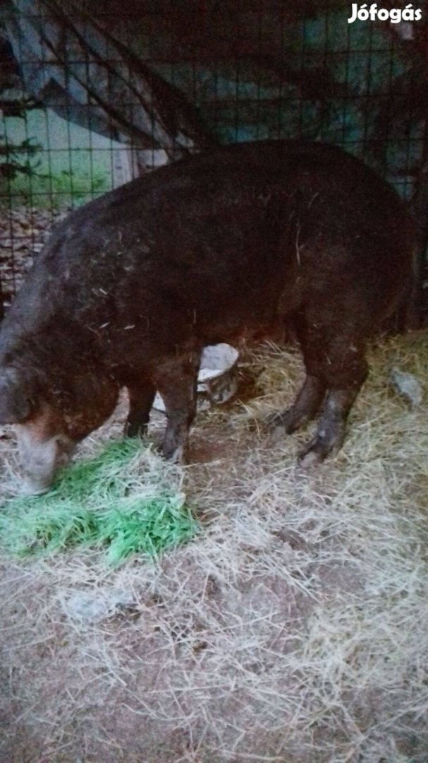 Disznó,sertés,süldő eladó csere érdekelhet