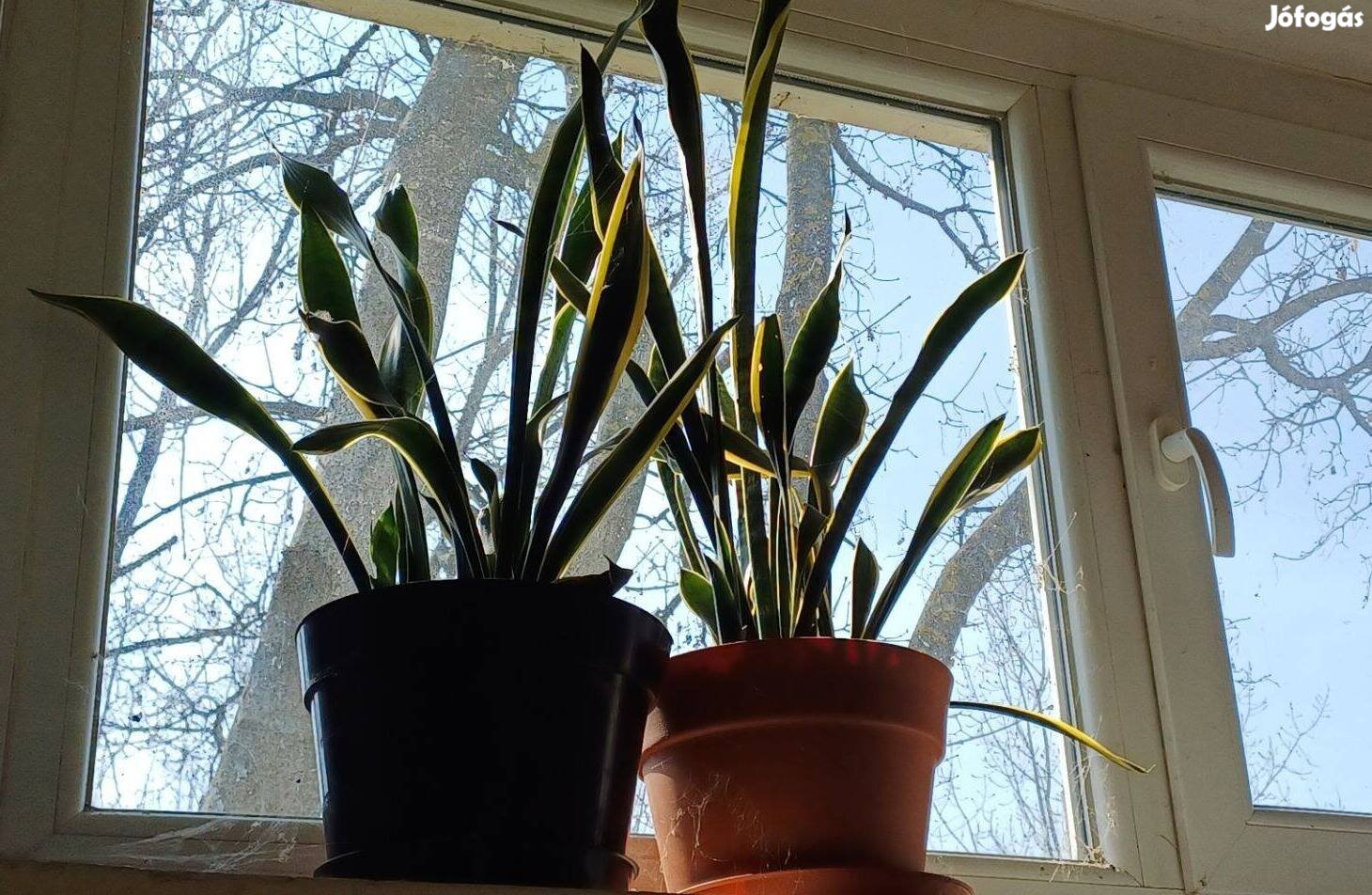 Dísznövény Sansevieria