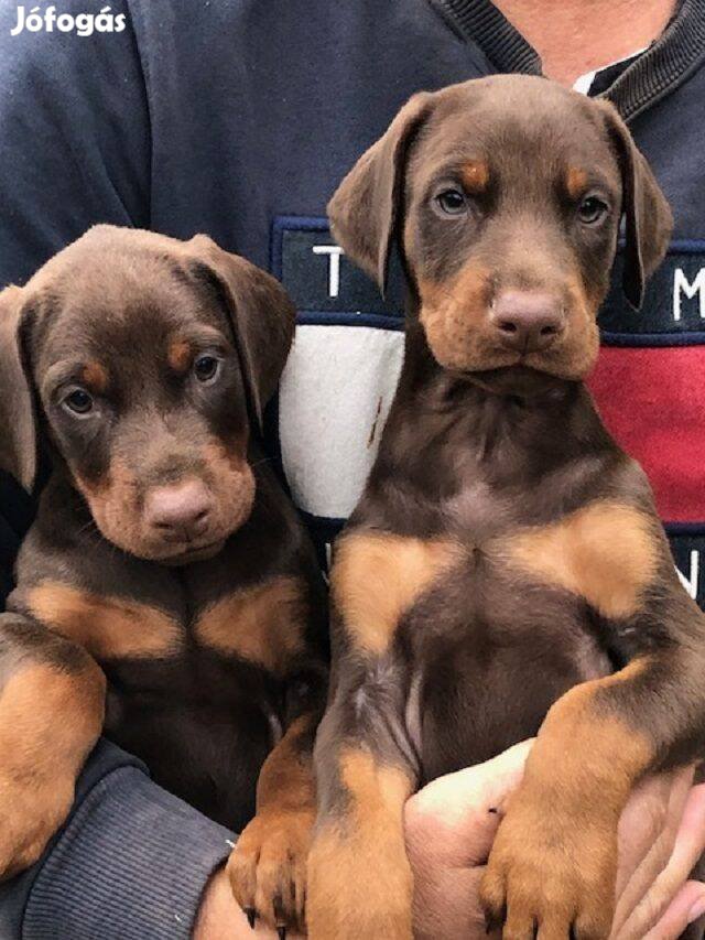 Dobermann kölykök keresik új gazdijukat !