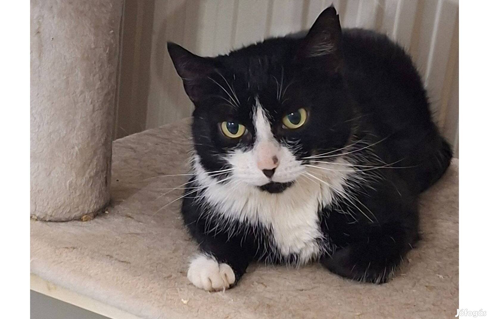 Dominó 2 éves cica örökbefogadó gazdát keres ingyenesen