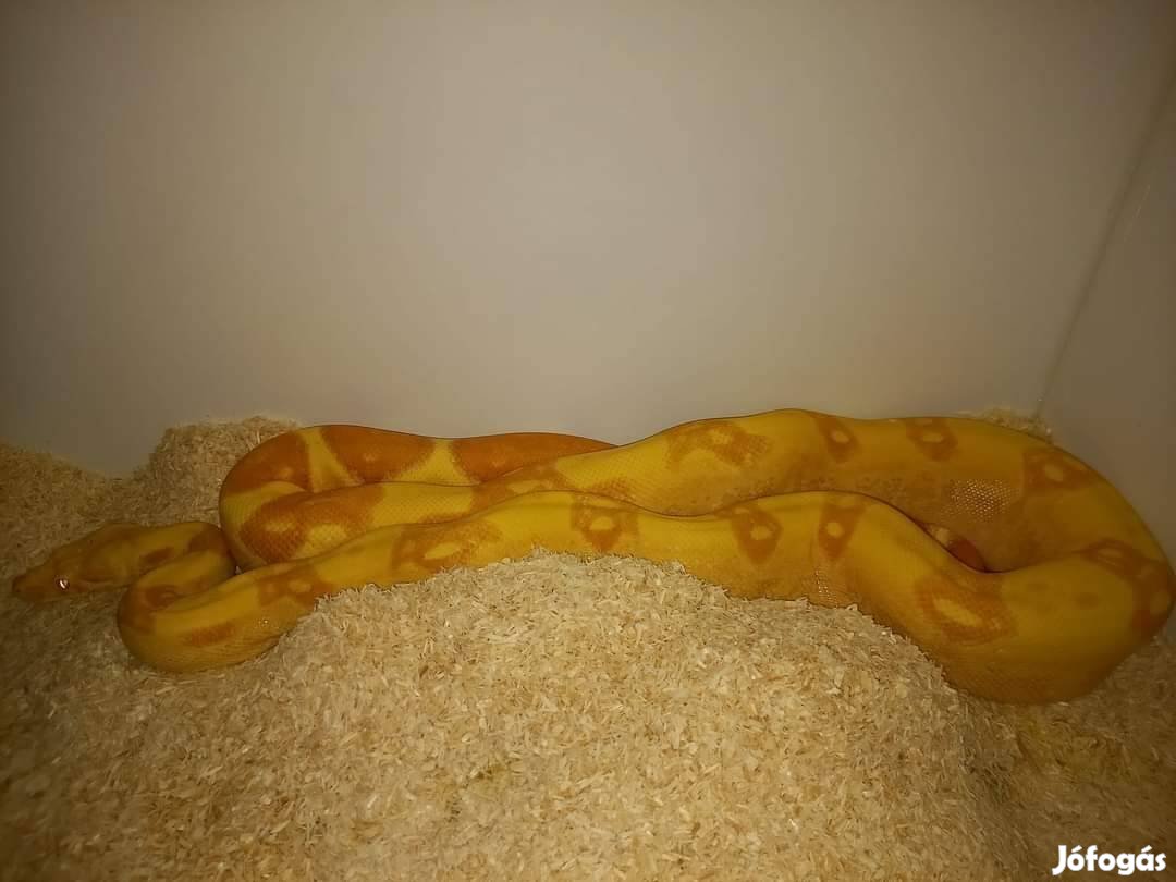 Dominó sunglow Boa Constrictor hím