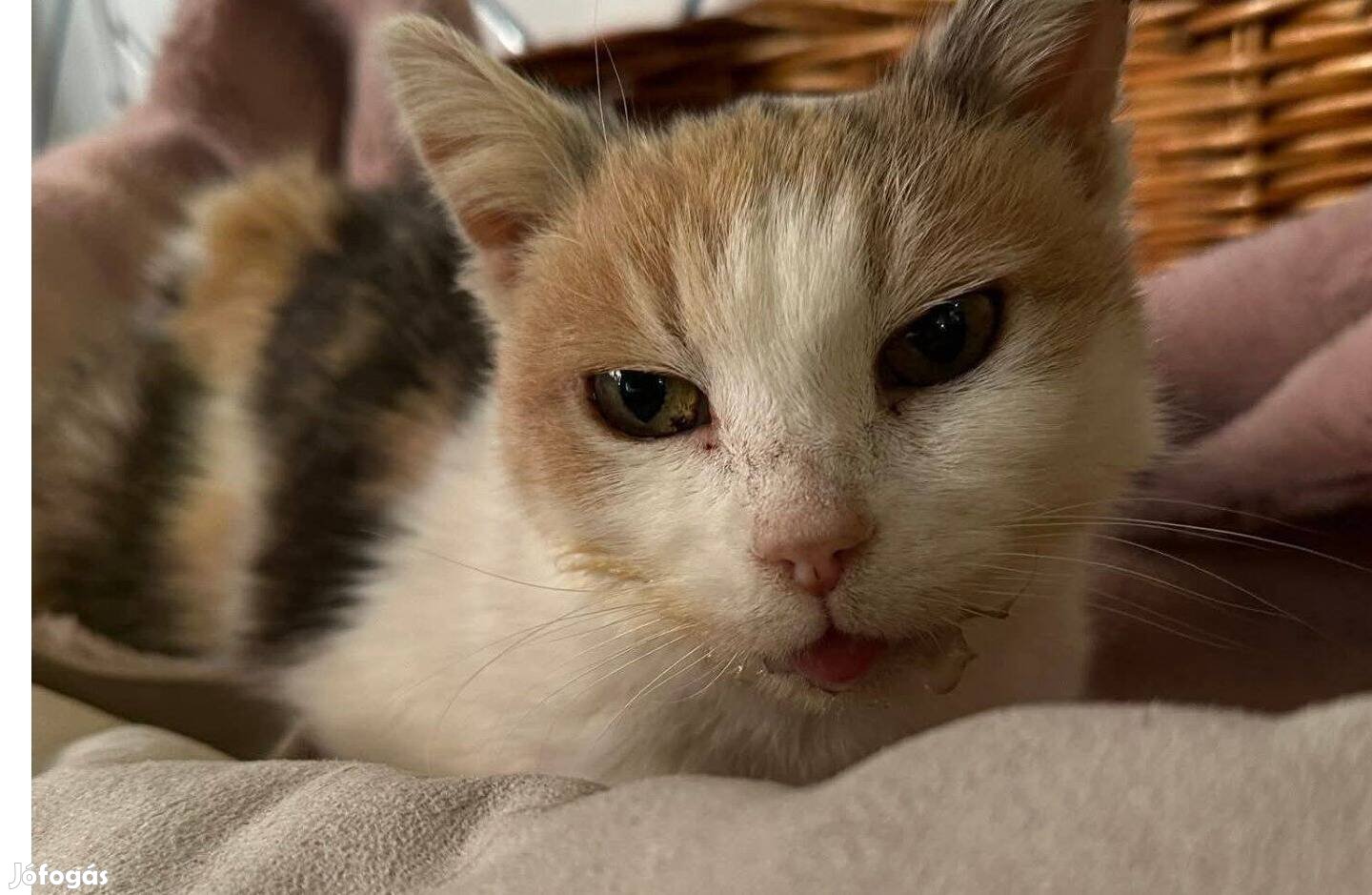 Dorothy az elbűvölő cica vagyok örökbefogadó gazdát keresek