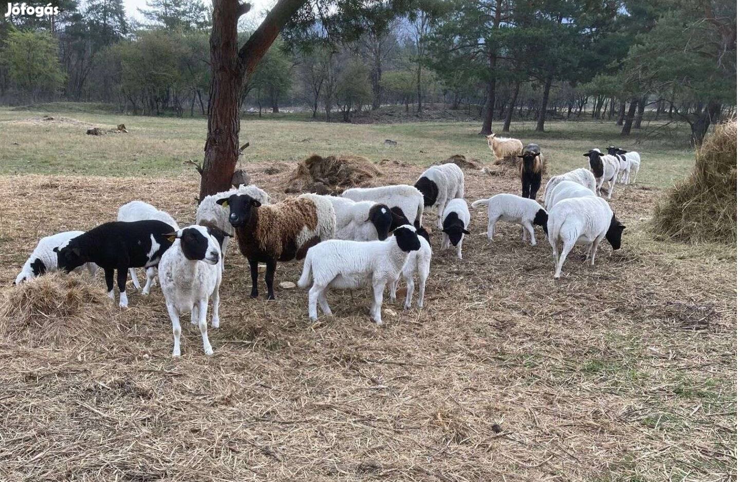 Dorper húsvéti bárány és alpesi kecskegidák