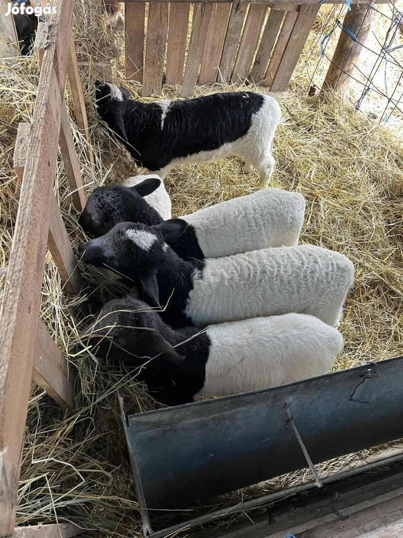 Dorper húsvéti bárányok