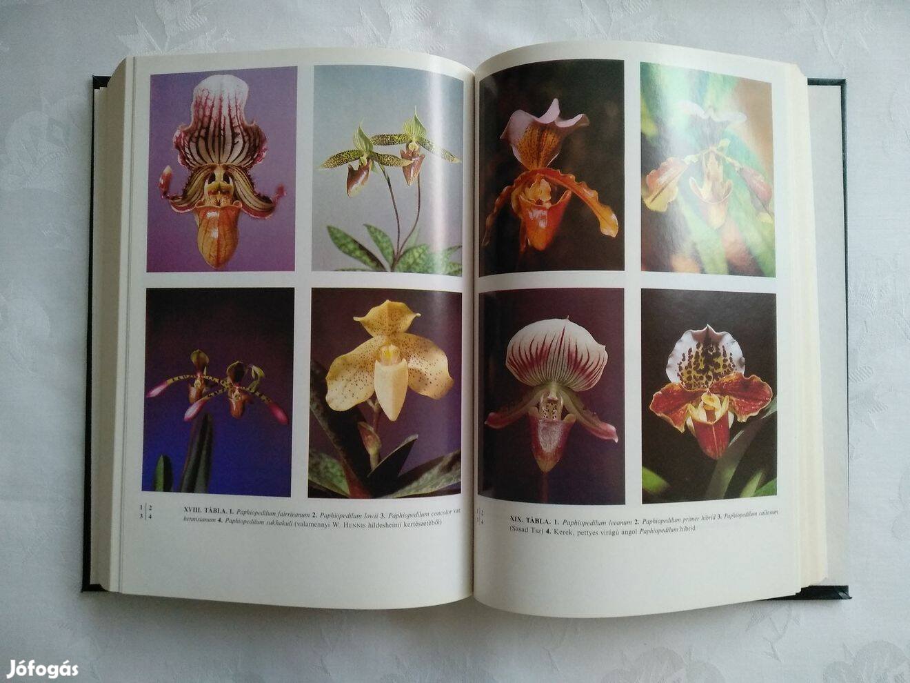 Dr Makara György Orchideák és Broméliák Trópusi őserdők