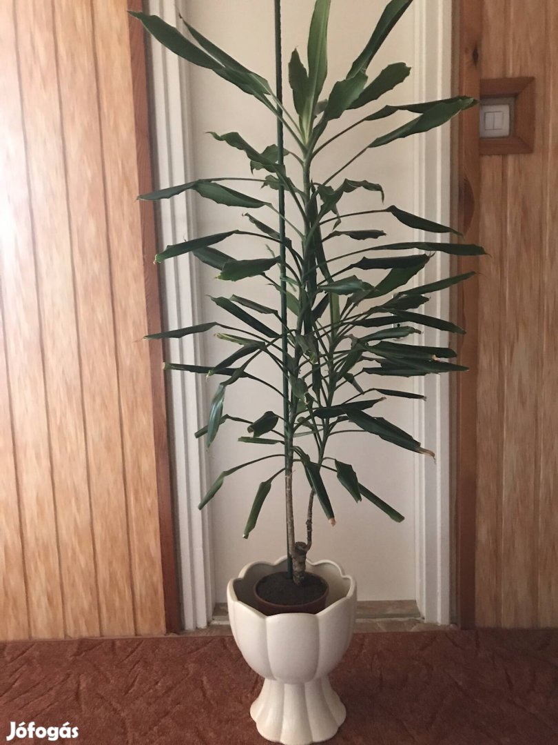 Dracaena (sárkányfa) szobanövény