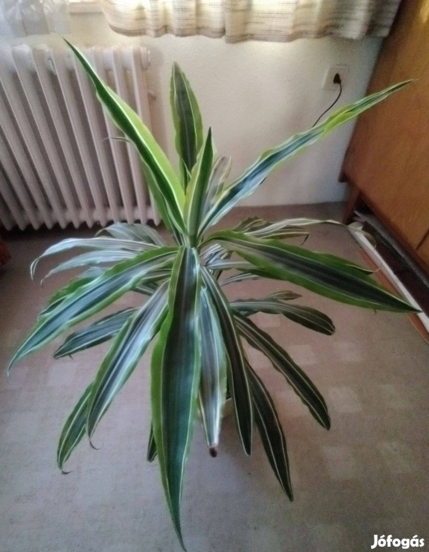 Dracaena csíkos levelű (sárkányfa)