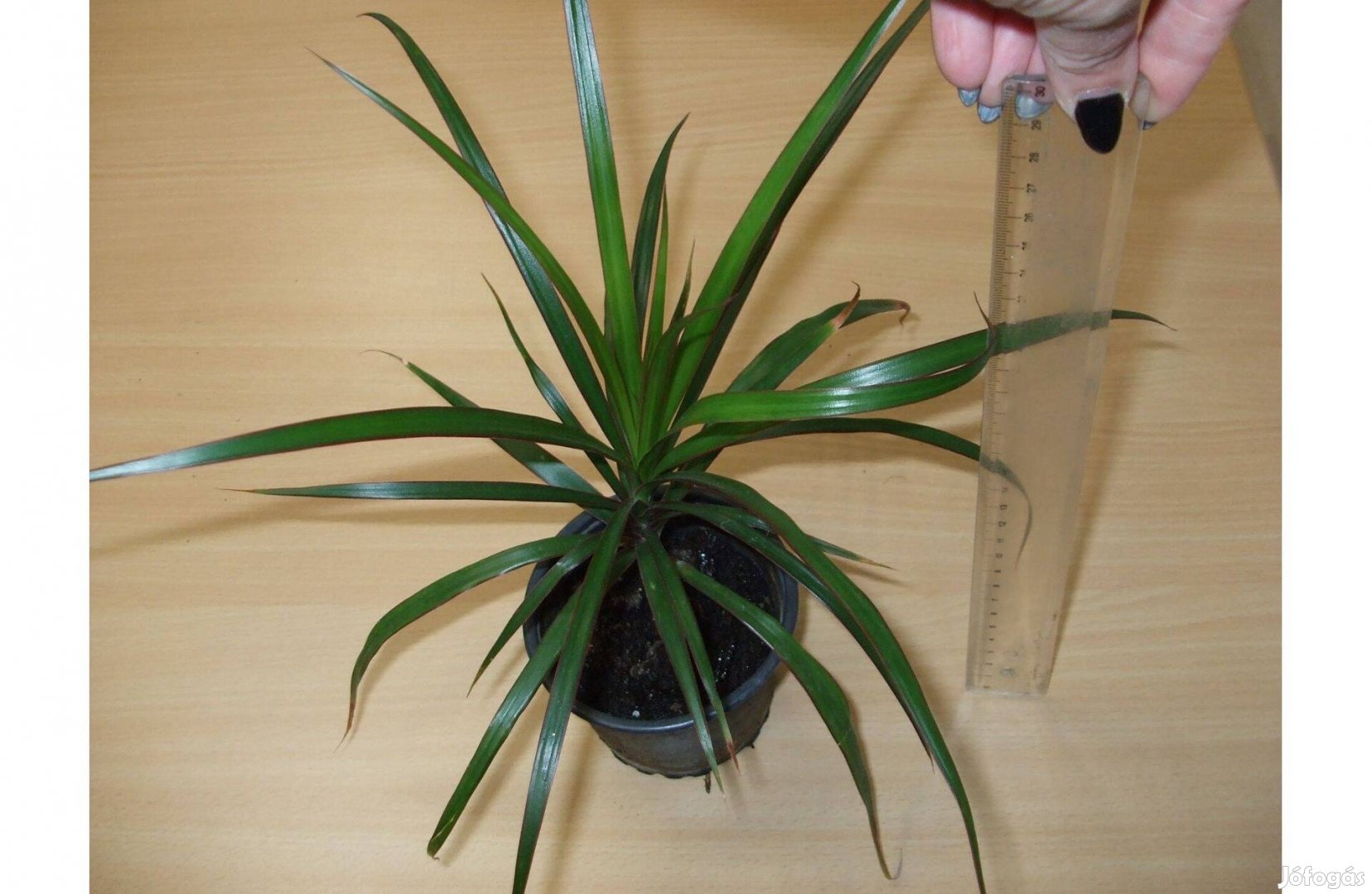 Dracaena marginata sárkányfa eladó szobanövény