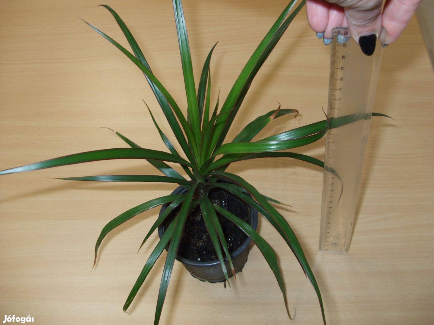 Dracaena marginata sárkányfa eladó szobanövény