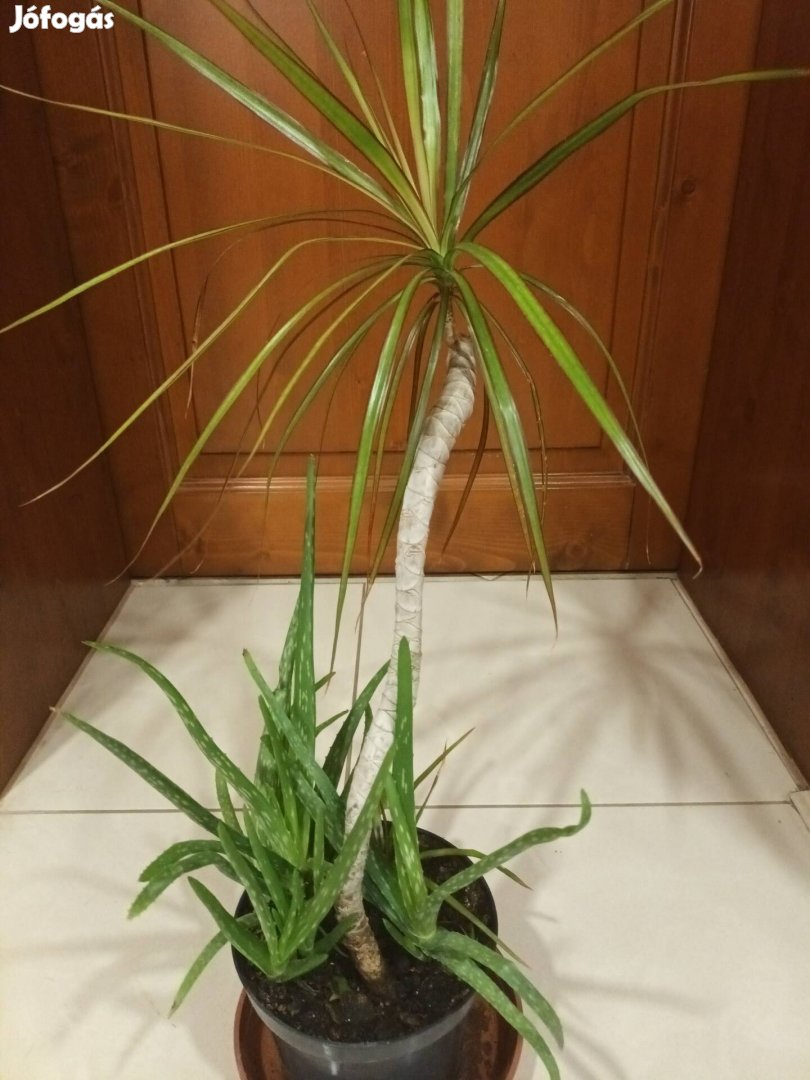 Dracaena pálma + Aloe vera eladó